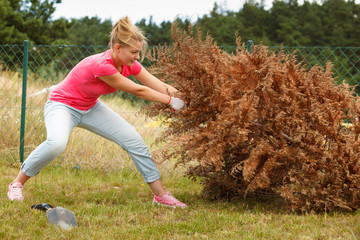 Woman removing pulling dead tree