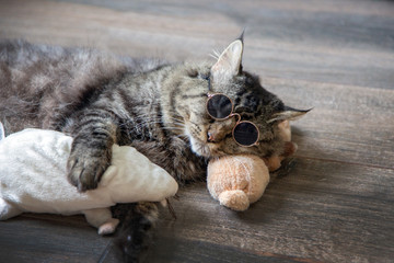 real cat sleeping with rat doll and wear sunglasses