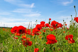 ein Feld mit vielen schönen Mohnblumen, Detailaufnahme