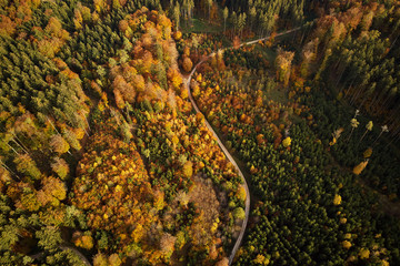 S curve in the forest in autumn from above