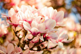 Magnolia Blossums