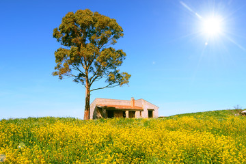 tree in canola field with the sun high in the blue sky