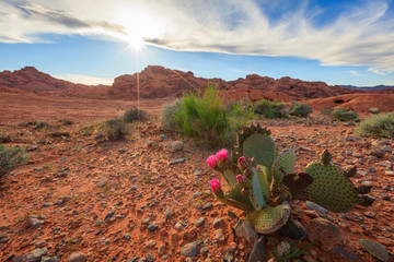 Cactus flower in Valley of Fire near Las Vegas, Nevada, USA.