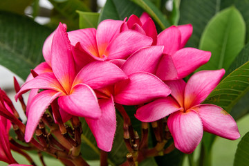 Pink flower Frangipani 