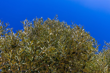Olivenbaum in Italien