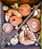 insect house