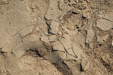 Dried soil texture