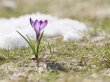 Crocus blossomed on a spring sunny day. A beautiful blue primrose on a background of brilliant white snow.