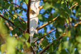Green leaves on birch in summer