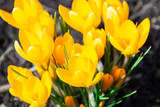 Yellow crocus flowers