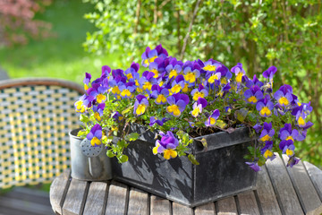 close on purple viola in a flowerpot on a garden table with a little watering can