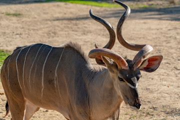 Greater kudu african antelope