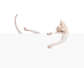 Kitty don sphynx. Hairless cat with paper banner isolated on white background