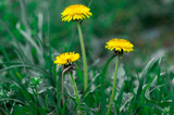 Yellow dandelions in the grass. Bright flowers of dandelion on a background of green spring meadows.