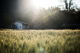 field of wheat farm