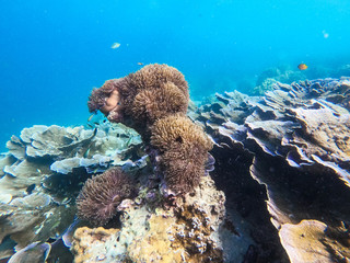beautiful coral in diving spot at Boulder island