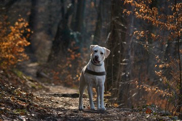 Labrador retriever dog in the forest