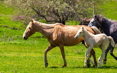 Horse with a little foal in the park