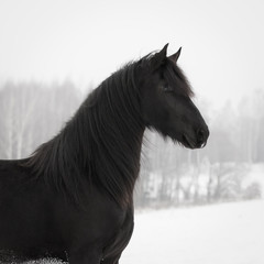 Black frisian horse portrait on snow winter natural background