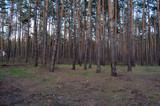 Forest near Kiev