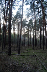 Forest near Kiev