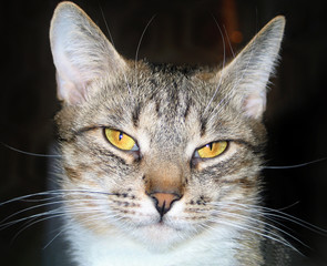 Cat pet closeup portrait