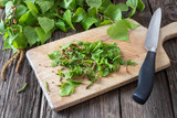 Cutting up birch leaves to prepare tincture