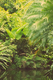 Beautiful wild landscape of tropical forest and river.