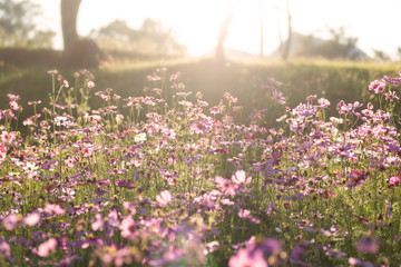 Pink cosmos flower blossom in the flower garden with sunlight
