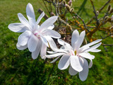 magnolia blossoms tree