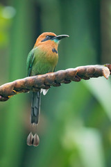 Broad-billed motmot (Electron platyrhynchum) is a species of bird in the family Momotidae. It is found in Bolivia, Brazil, Colombia, Costa Rica, Ecuador, Honduras, Nicaragua, Panama, and Peru. 