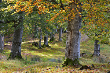 Forest in early Autumn