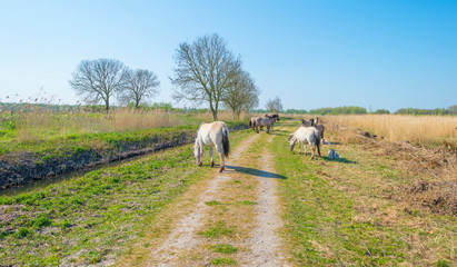 Horses in a field of a natural park in sunlight in spring