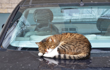 cat lying on the car