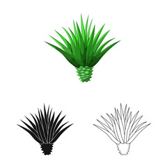 Vector design of agave and plant  icon. Set of agave and cactus vector icon for stock.