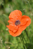 Poppy in the clouds
