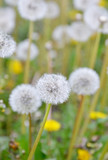 dandelion on background of green grass
