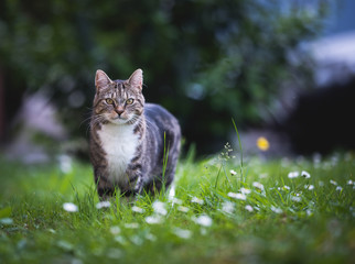 tabby domestic shorthair cat standing on the lawn looking at camera surrounded by daisies