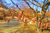 春の山の公園の風景6