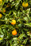 Green tree with raw growing oranges