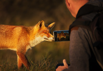 Photographer taking picture of a red fox with a smart phone