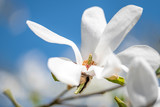 Blossoming magnolia tree in spring