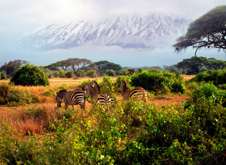 Wild zebras in Tsavo National Park. Kenya