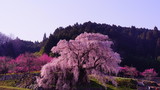 又兵衛桜
