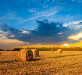 summer wheat field after a harvest at the sunset