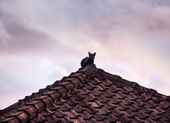 Silhouette of black cat on the roof in twilight on background of cloudy sky