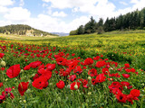Glade with poppies