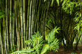 Green Bamboo