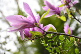 pink flowers of a tree