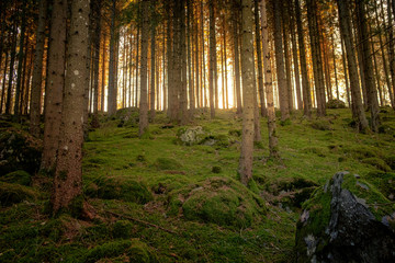 mossy forest with pines and sun in the background.